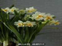 宿迁智贝商贸有限公司