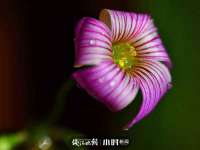 宿迁智贝商贸有限公司