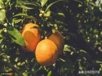 宿迁智贝商贸有限公司