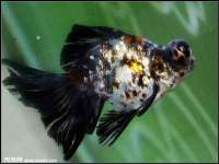 宿迁智贝商贸有限公司